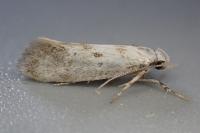Herrichia excelsella