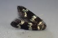 Elachista gleichenella