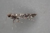 Parectopa ononidis