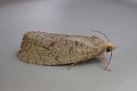 Epiblema grandaevana