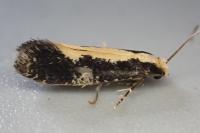 Monopis obviella
