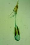 Niditinea striolella