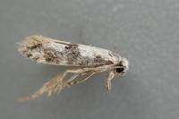 Infurcitinea atrifasciella