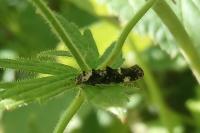 Mompha conturbatella