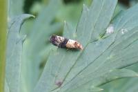 Phalonidia gilvicomana