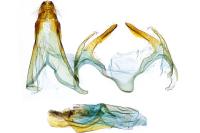 Filatima spurcella