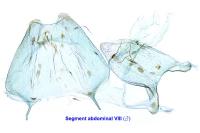 Filatima spurcella