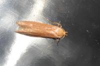 Blastobasis