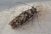 Carpatolechia decorella