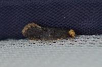 Monopis laevigella
