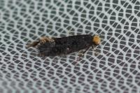 Monopis laevigella