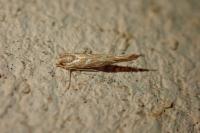Pyroderces argyrogrammos