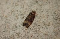Endothenia
