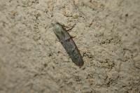 Symmocoides oxybiella
