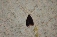 Lecithocera