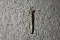Pleurota aristella