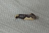 Monopis monachella