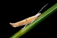 Ypsolopha nemorella