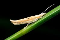 Ypsolopha nemorella