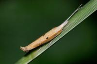Ypsolopha nemorella