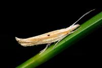 Ypsolopha nemorella