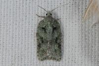 Acleris literana