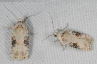 Agonopterix alstroemeriana