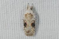 Agonopterix alstroemeriana