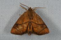 Apoda limacodes