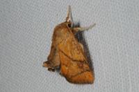 Apoda limacodes