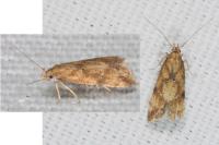 Brachmia blandella