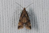 Brachmia blandella
