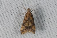 Brachmia blandella