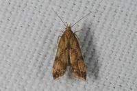 Brachmia blandella