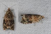 Celypha lacunana