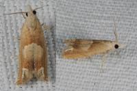 Eucosma conterminana