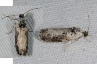 Hedya salicella
