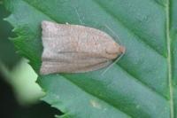 Archips rosana