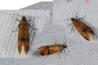 Promalactis procerella