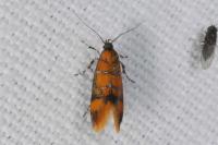 Promalactis procerella