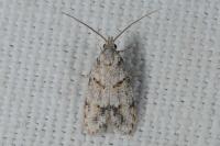 Symmoca signatella