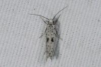 Yponomeuta plumbella