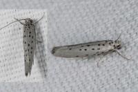 Yponomeuta sedella