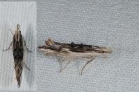 Ypsolopha scabrella
