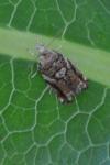 Epinotia abbreviana
