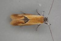 Batia lunaris