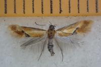 Batia lunaris