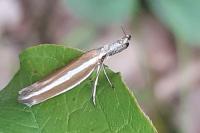 Pleurota aristella