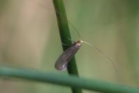Nematopogon adansoniella