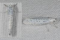 Yponomeuta evonymella